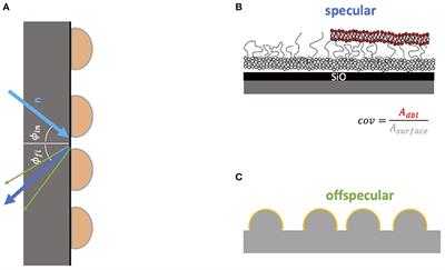 Adhesion Process of Biomimetic Myelin Membranes Triggered by Myelin Basic Protein